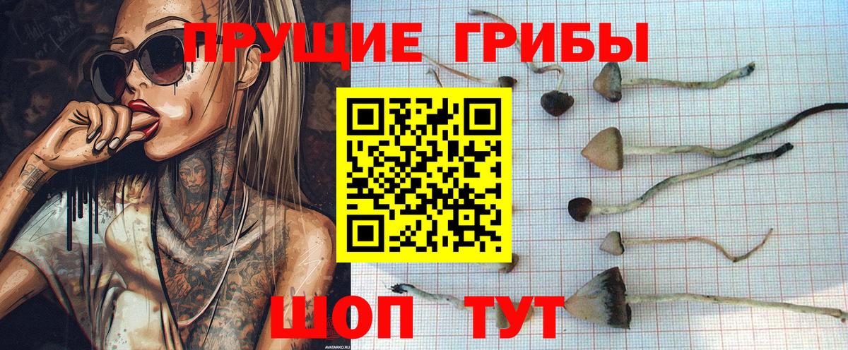 Псилоцибиновые грибы Psilocybe Вологда